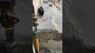 Feeding stray cats and kittens 🐈‍⬛ 🐈 chicken necks for cats 🐈‍⬛