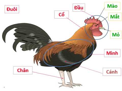 TNXH_TUẦN 26_LỚP 1_CON GÀ