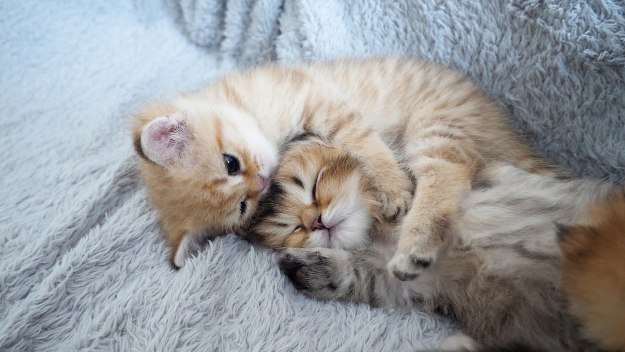 赤ちゃん猫の面倒を見始めた小さな姉猫。その愛情いっぱいの行動に心が