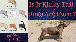 Kinky Dogs