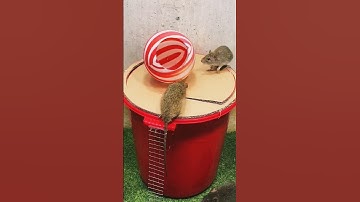 Best mouse trap ideas/creative mouse trap #rattrap #mouse #mousetrap #shortsfeed #bucketmousetrap