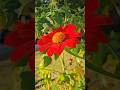 Nature flower video🌹 #shorts #viral #music