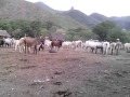 Huaynamota Nayarit Rancho el loreto tiempo d orden