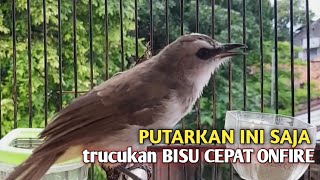 Download Lagu Trucuk BETINA memanggil Jantan Suara Birahi Ngecuplik 100% pancingan trucukan gacor agar BUNYI EMOSI MP3 Download Lagu Trucuk BETINA memanggil Jantan Suara Birahi Ngecuplik 100% pancingan trucukan gacor agar BUNYI EMOSI MP3
