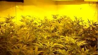 Update On Lemon Day 9 Flower