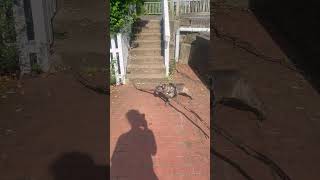 Determined Dog Attempts to Carry Stick Home