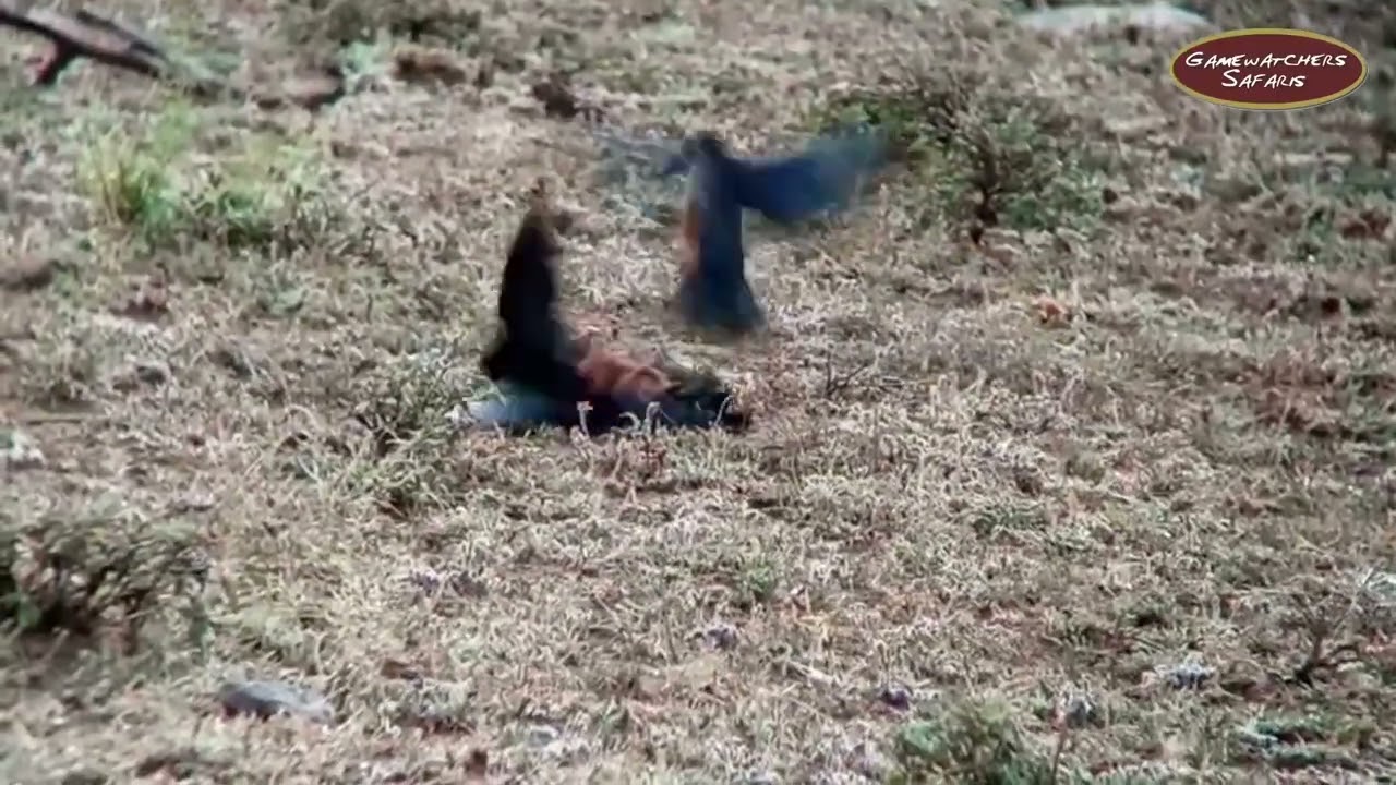 Bird War: Hildebrandt's Starlings Filmed Fighting