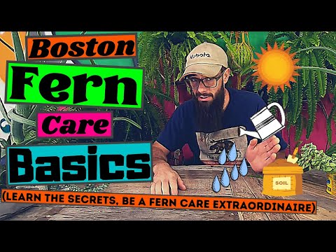 BOSTON FERN CARE BASICS | How to Keep Ferns Alive, a Complete Beginners Guide to Care for Your Ferns