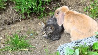 Cat vs. Rabbit