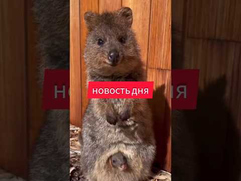 Приостановили свою деятельность из-за животных #квокки #отделпродаж #компания #новости