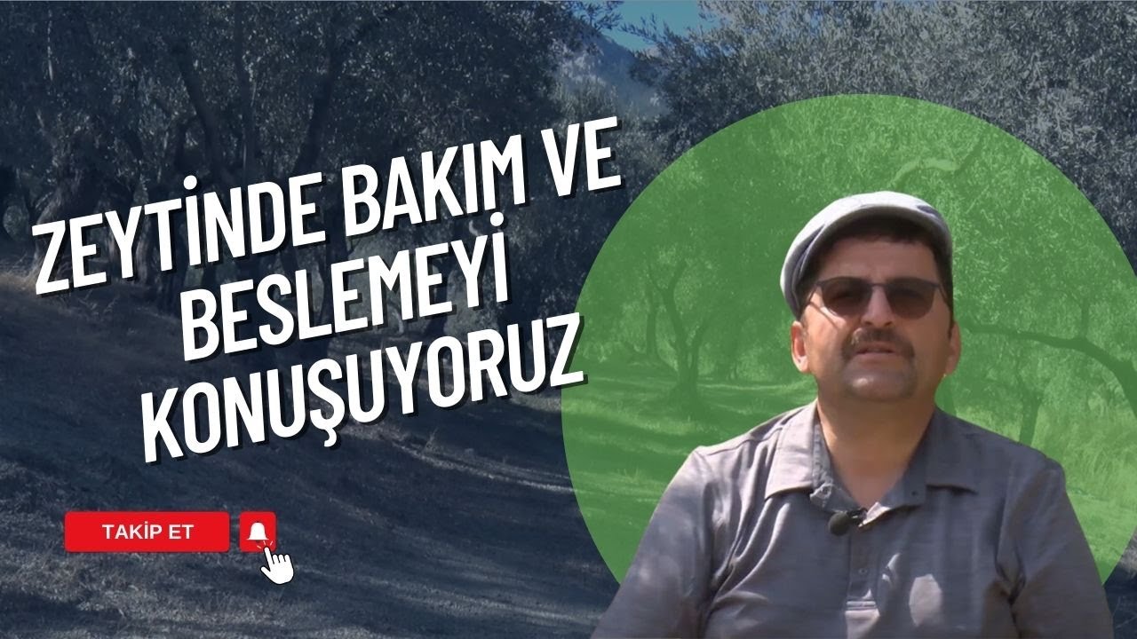 TARIMDA BAŞARI I ZEYTİNDE BAKIM VE BESLEMEYİ KONUŞUYORUZ