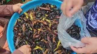 Edible Insects: Predaceous Diving Beetles (Dytiscidae)