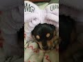 #рекомендации #роблокс #видео #животные #собака #щенок #жиза #майнкрафт #макияж #музыка #бравлстарс