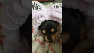 #рекомендации #роблокс #видео #животные #собака #щенок #жиза #майнкрафт #макияж #музыка #бравлстарс