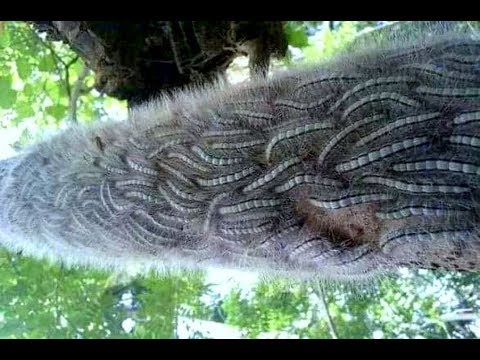 8 Mẹo trị ngứa sâu róm hiệu quả - YouTube