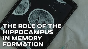 The Role Of The Hippocampus In Memory Formation and Consolidation