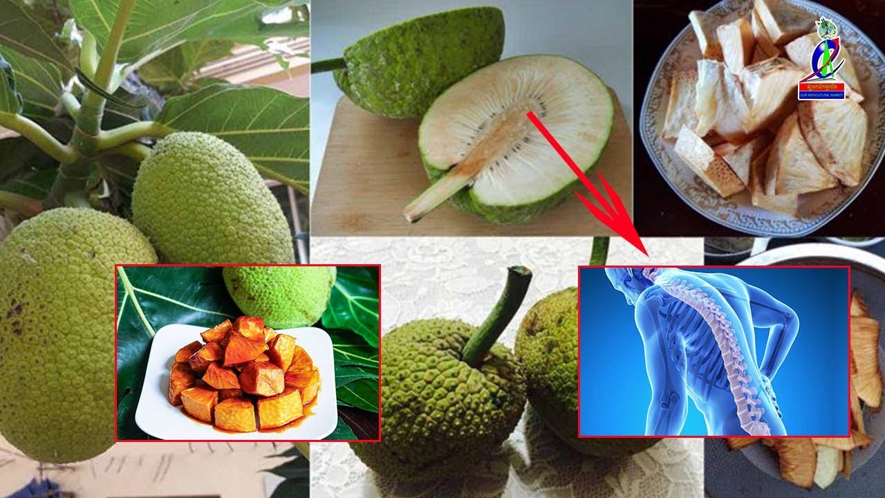 សាកេ Artocarpus altitis Forsberg