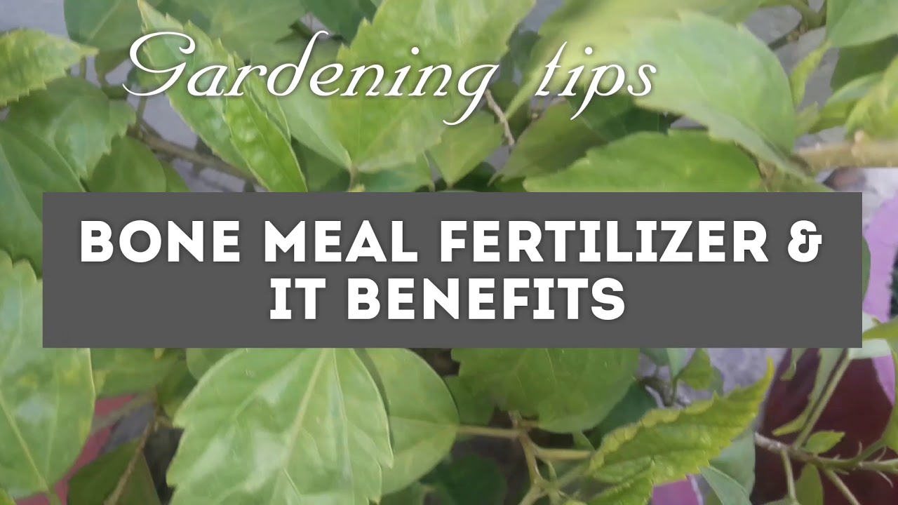 Bone Meal Fertilizer &amp; its Benefit YouTube