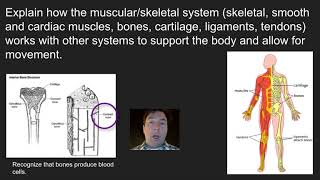 Honors Bio 10-1 Intro to Body Systems & Homeostasis