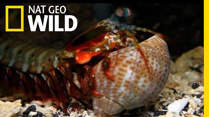 The Mantis Shrimp Packs a Powerful Punch | Nat Geo Wild - DayDayNews