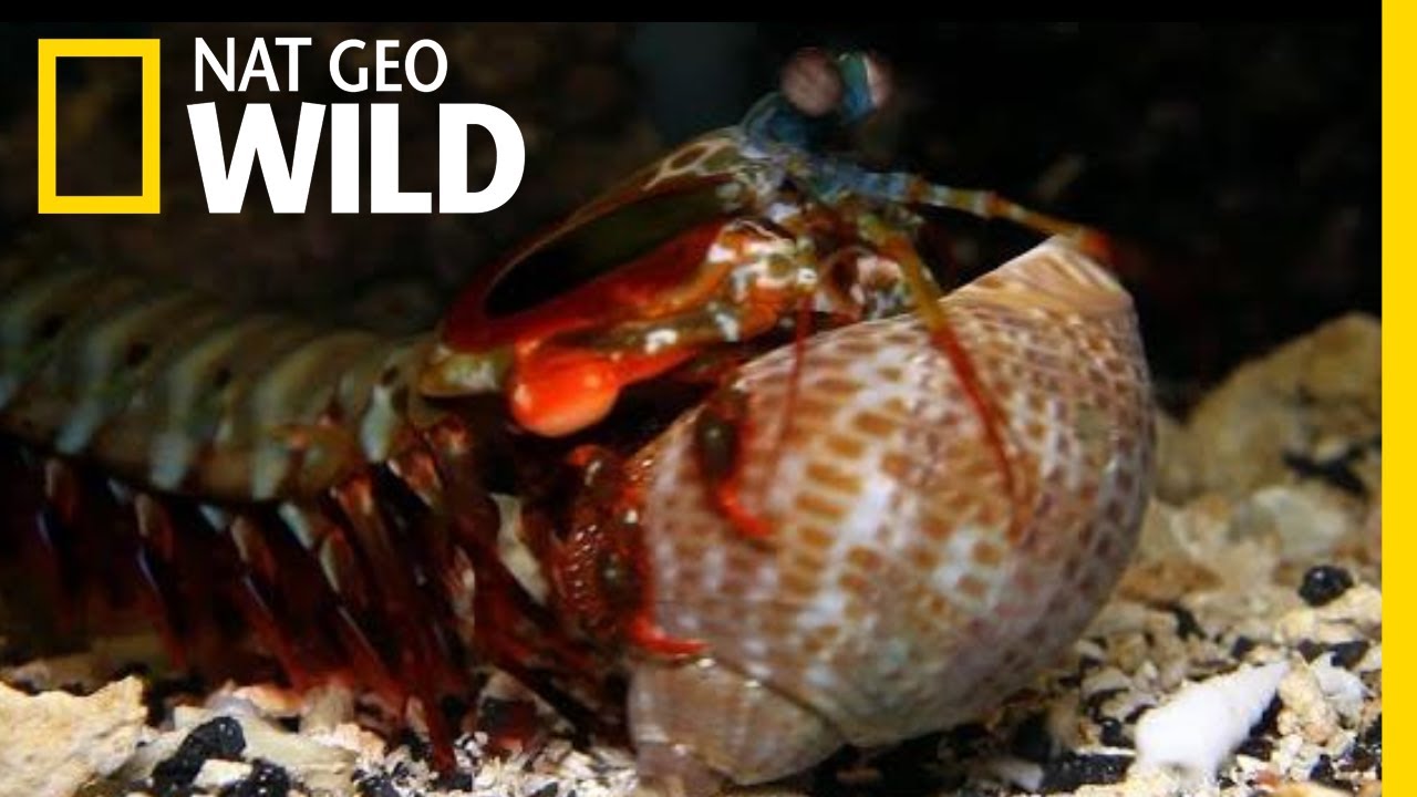 The Mantis Shrimp Packs The Most Powerful Punch In The Animal Kingdom |  Guinness World Records
