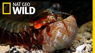 The mantis shrimp is a skillful predator that has secret weapon. ➡
subscribe: http://bit.ly/natgeowildsubscribe about national geographic
wild: ge...