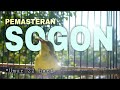 Proses Pemasteran Anakan Sogon | Umur 22 Hari