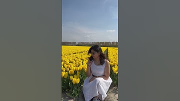 Thumbnail of Best Tulip Fields in Europe 💐#tulips #holland #netherlands #sunnyday #photoshoot #video