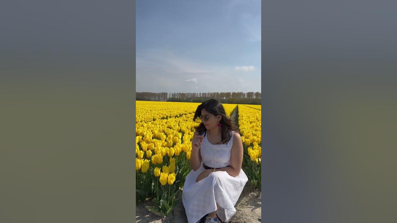 Best Tulip Fields in Europe 💐#tulips #holland #netherlands #sunnyday #photoshoot #video