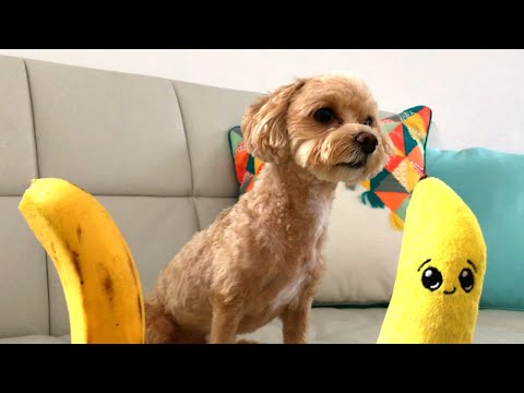진짜 바나나 vs 가짜 바나나 중 어떤걸 더 좋아할까? • 강아지 먹방 • 바나나 처음 먹어보는 강아지 • 바나나 알러지 강아지?! • Real vs Banana Dog toy