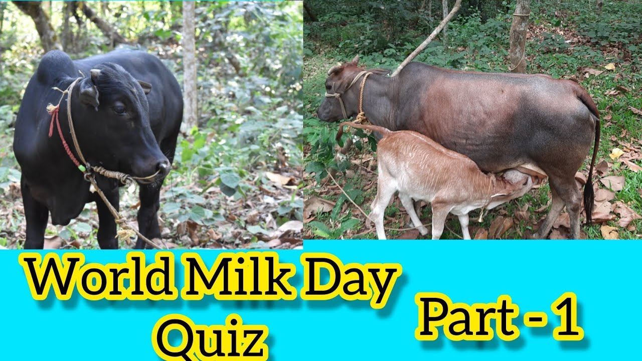 World Milk Day Quiz| Part 1 | Quiz Time | MY Thoughts