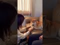 柴犬福 姉が帰るとわかって怒る柴犬😂Sis and Shiba!#shorts #tiktok #shibainu #柴犬 #perro #시바견 #funny #おもしろ #shiba#姉と柴