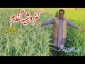 High yield branded wheat crop in pakistan  ukraine high yield wheat in pakistan  wheat farming