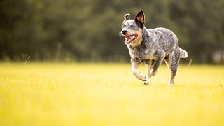 Sniffing Out Hidden Objects  Can Australian Cattle Dogs Do It?