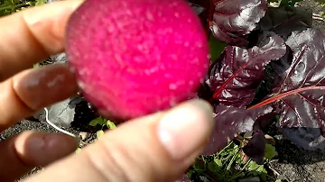 Три не вкусных сорта свеклы.