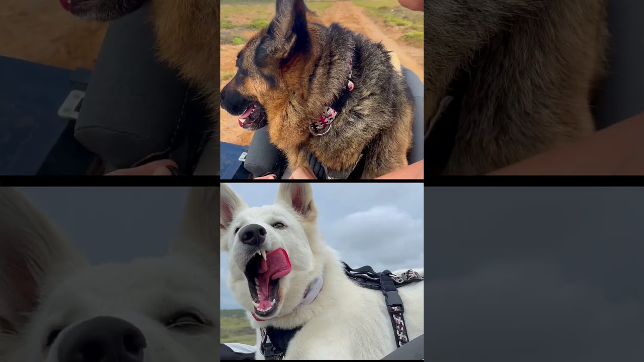 Double shepherd leap ups! 