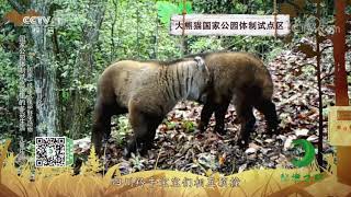 《秘境之眼》 大熊猫/川金丝猴/四川羚牛/海南长臂猿 20211002| CCTV