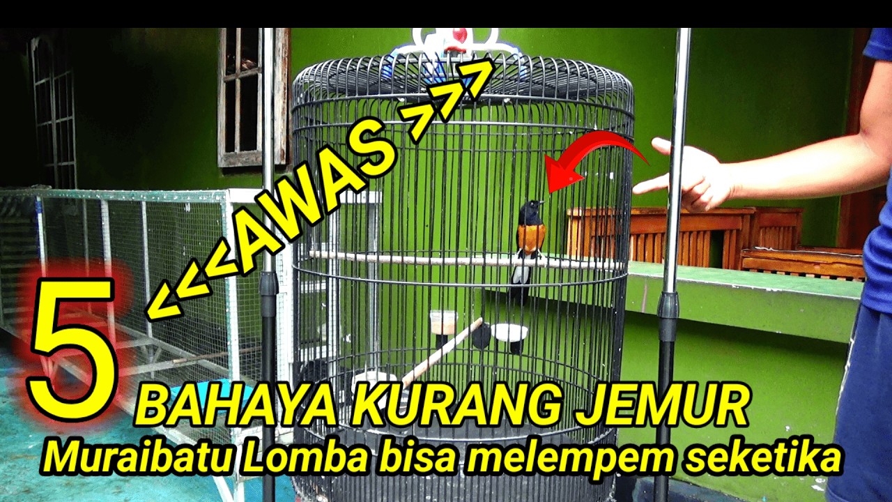 Perhatikan ini | Efek negatif kurang jemur muraibatu LOMBA musim penghujan ‼️