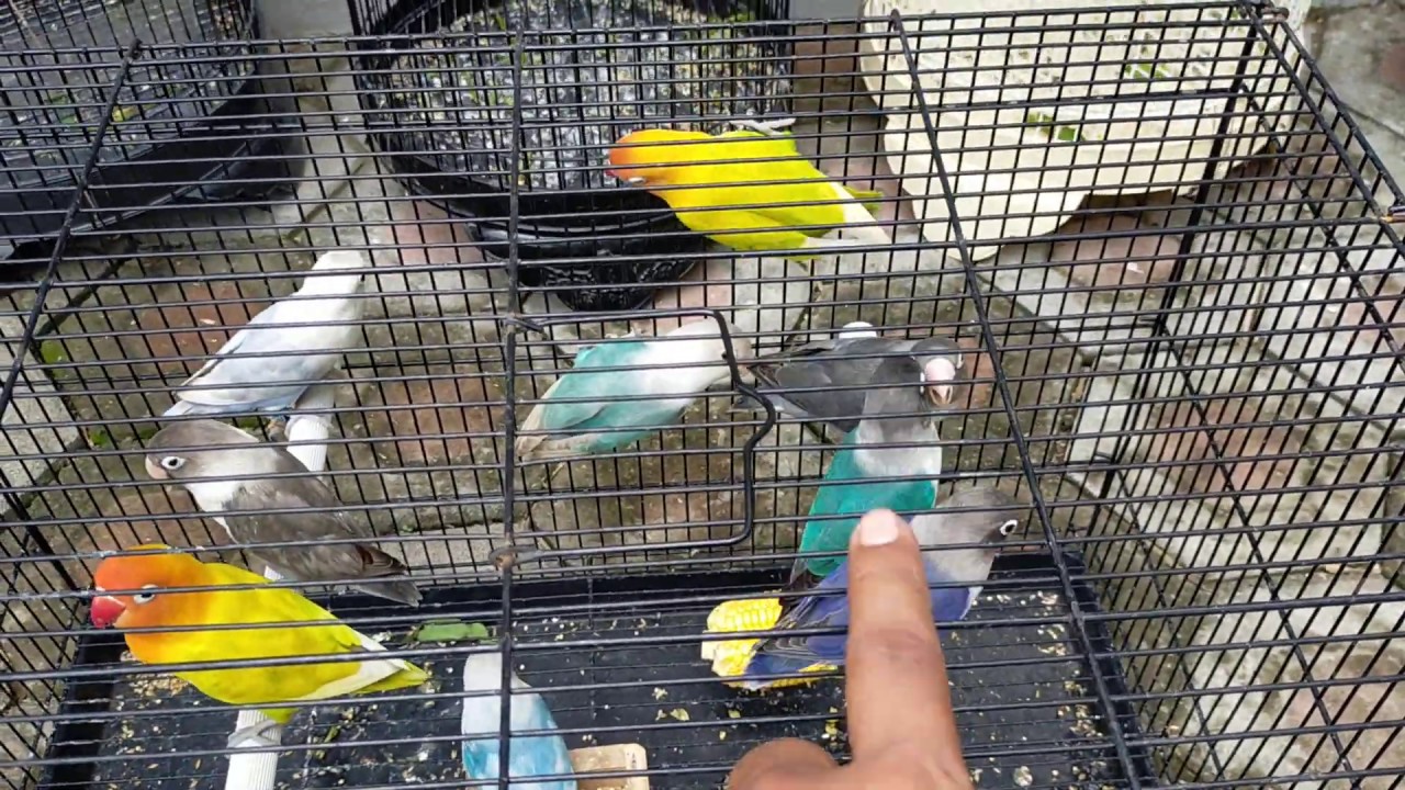 Harga burung lovebird 