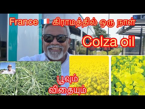 France 🇫🇷 கிராமத்தில் colza oil பூவும் விதையும் சாப்பாட்டு எண்ணெய் ❤️🇫🇷👌👍🙏