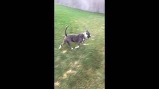 Bianca Playing In The Yard