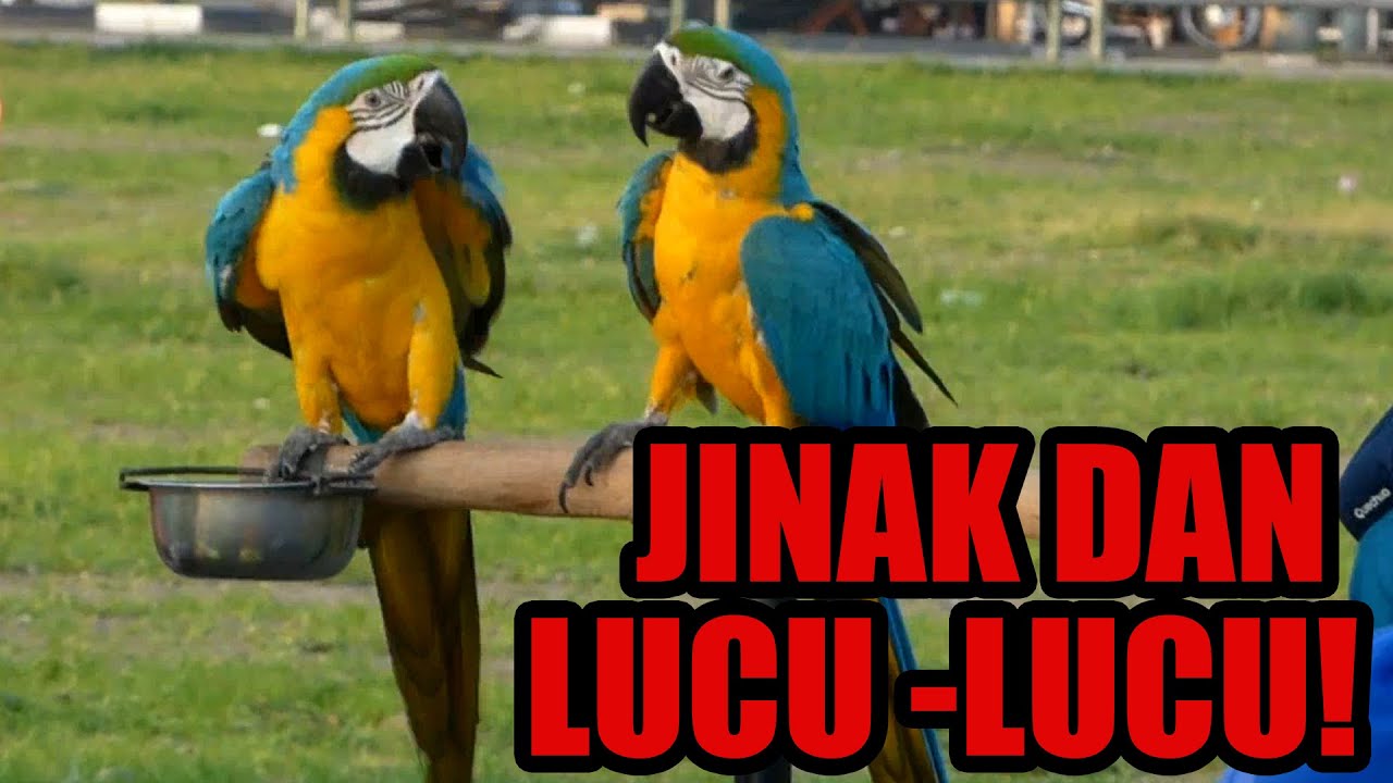 Asyiknya Menerbangkan Burung Burung Lucu Youtube