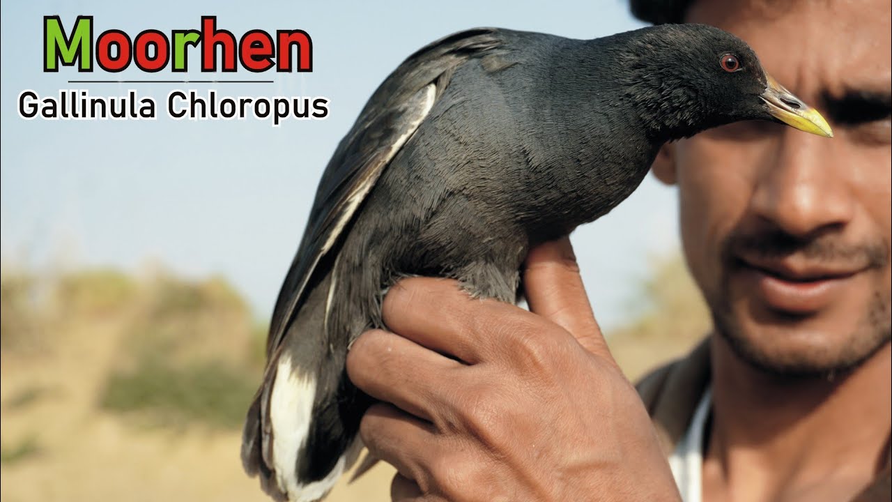 Moorhen |A-z information