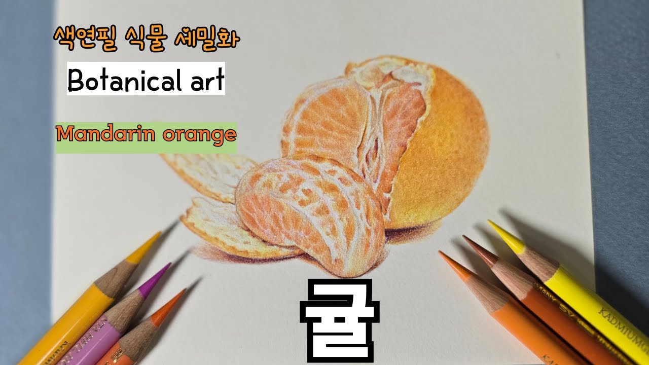 초보자를 위한 색연필로 그리는 귤 / Drawing a Mandarin orange with Colored Pencils for ...