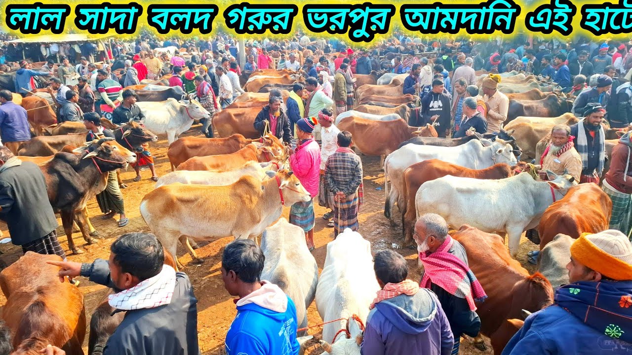 ১৮/০১/২৬/ আজকে লাল দেশাল বলদ গরুর ভরপুর আমদানি বলদ গরুর দাম জানুন জয়পুরহাট নতুন হাট 