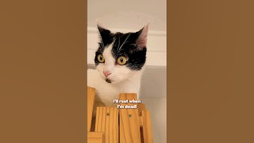 Do you need a rest from anxiety?  #cats #funny #shorts