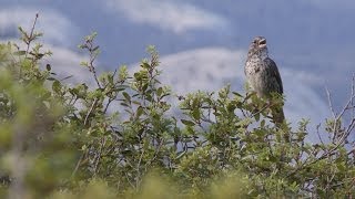 Yosemite Nature Notes - 23 - Birdsongs Details