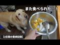 【2日間の看病記録】骨肉腫で弱ったゴールデンレトリバーが、また立ち上がった