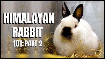 Himalayan Rabbit 101: Part 2