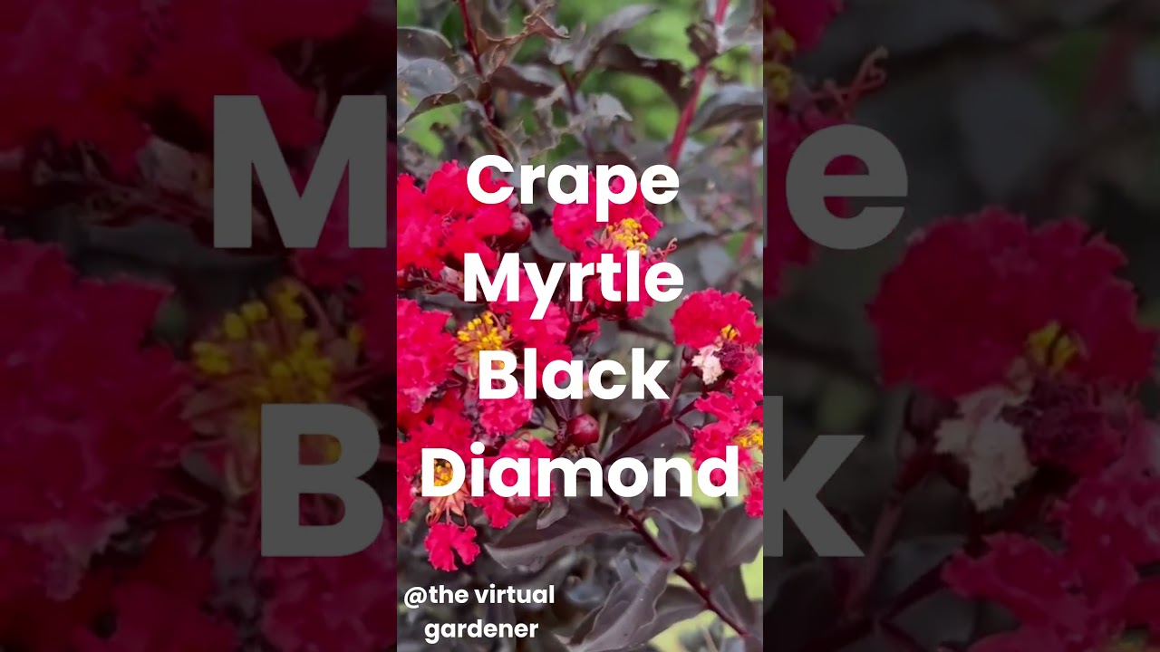 gothic garden 🖤 black & dark red plants to grow